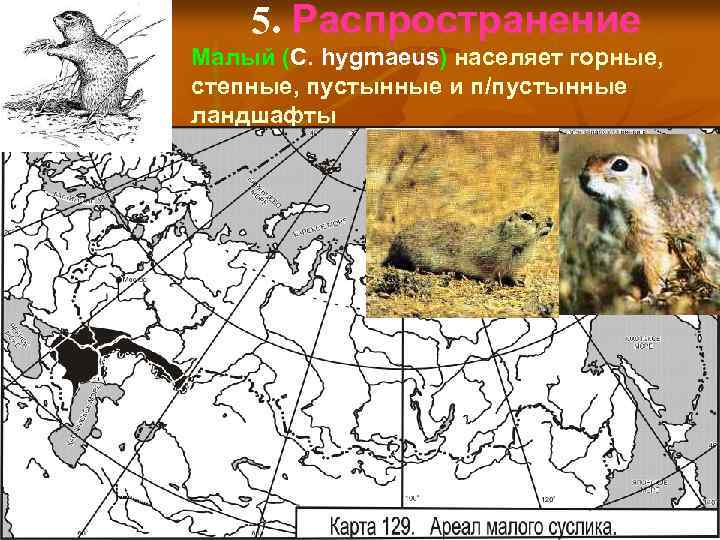 5. Распространение Малый (C. hygmaeus) населяет горные, степные, пустынные и п/пустынные ландшафты 