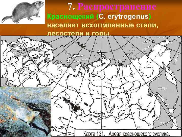 7. Распространение Краснощекий (C. erytrogenus) населяет всхолмленные степи, лесостепи и горы. 