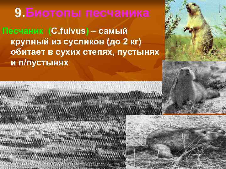 9. Биотопы песчаника Песчаник (C. fulvus) – самый крупный из сусликов (до 2 кг)