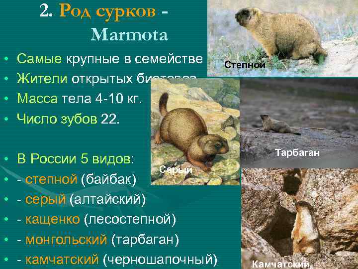 2. Род сурков Marmota • • • Самые крупные в семействе Жители открытых биотопов