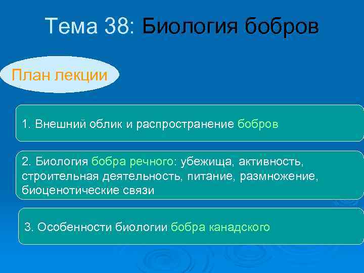 Тема 38: Биология бобров План лекции 1. Внешний облик и распространение бобров 2. Биология