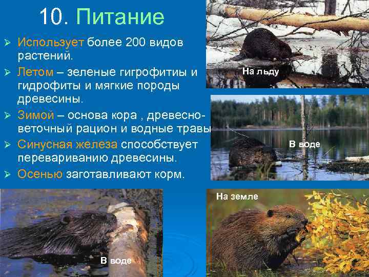 10. Питание Ø Ø Ø Использует более 200 видов растений. Летом – зеленые гигрофитиы