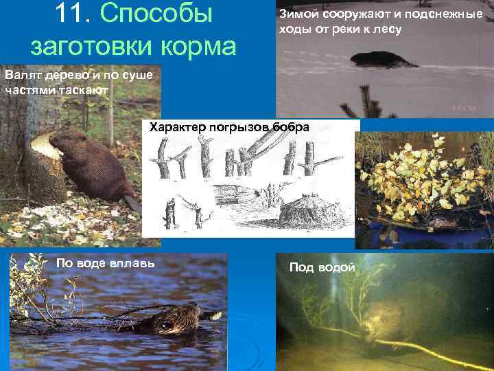 11. Способы заготовки корма Зимой сооружают и подснежные ходы от реки к лесу Валят