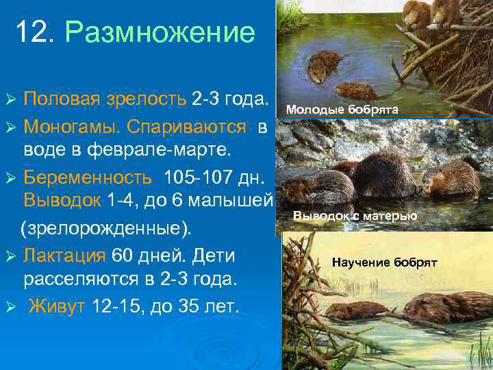 12. Размножение Половая зрелость 2 -3 года. Ø Моногамы. Спариваются в воде в феврале-марте.