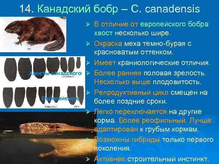 14. Канадский бобр – C. canadensis Ø Ø Ø Хвосты канадского Ø Европейского Ø