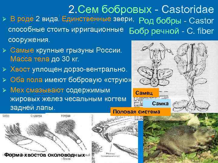 2. Сем бобровых - Castoridae В роде 2 вида. Единственные звери, Род бобры -