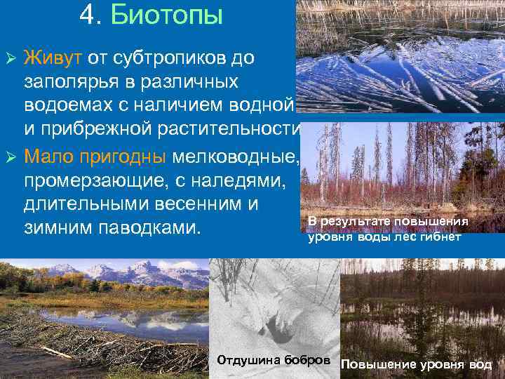 4. Биотопы Живут от субтропиков до заполярья в различных водоемах с наличием водной и