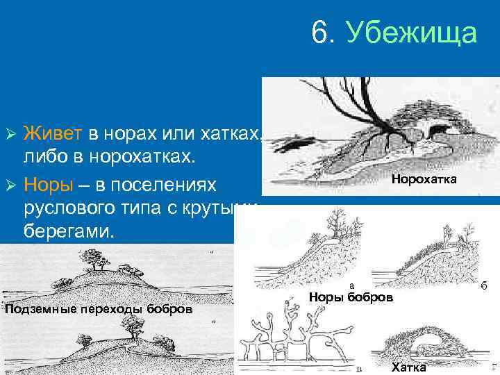 6. Убежища Живет в норах или хатках, либо в норохатках. Ø Норы – в
