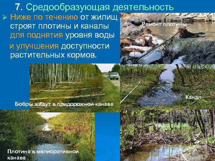 7. Средообразующая деятельность Ø Ниже по течению от жилищ строят плотины и каналы для