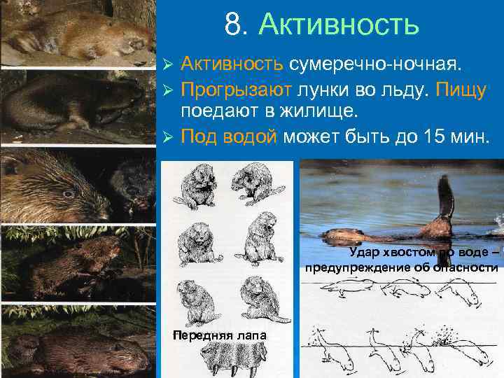8. Активность сумеречно-ночная. Ø Прогрызают лунки во льду. Пищу поедают в жилище. Ø Под