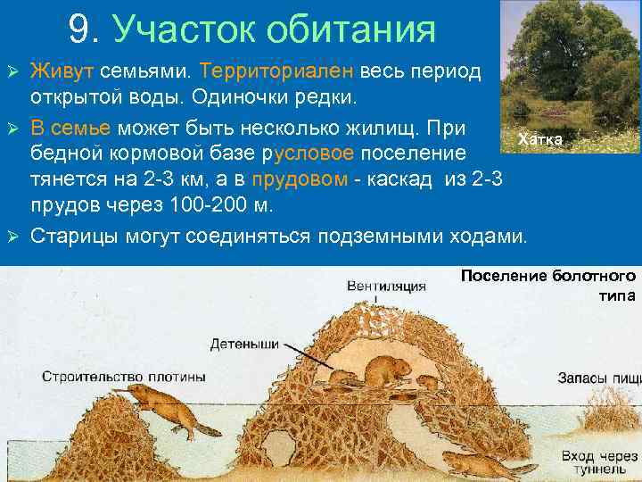 9. Участок обитания Живут семьями. Территориален весь период открытой воды. Одиночки редки. Ø В
