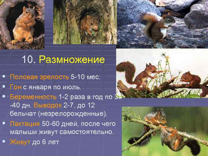10. Размножение § § § Половая зрелость 5 -10 мес. Гон с января по