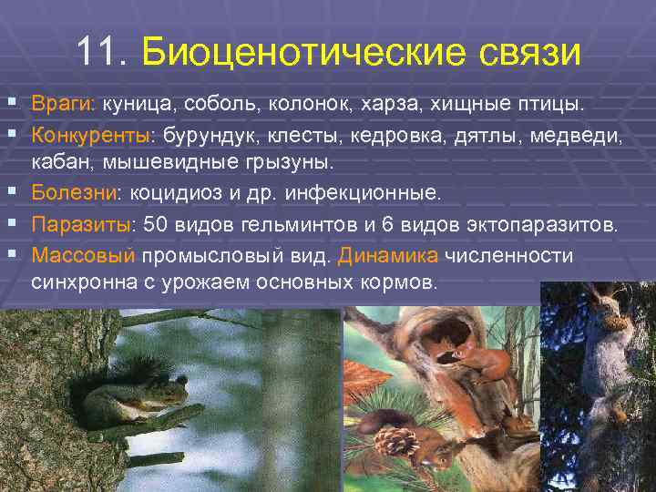 11. Биоценотические связи § Враги: куница, соболь, колонок, харза, хищные птицы. § Конкуренты: бурундук,