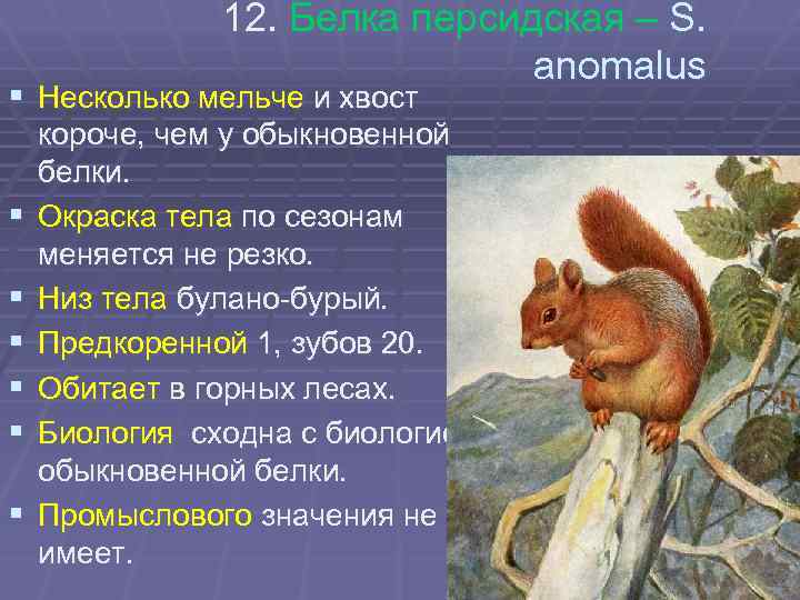 12. Белка персидская – S. anomalus § Несколько мельче и хвост § § §
