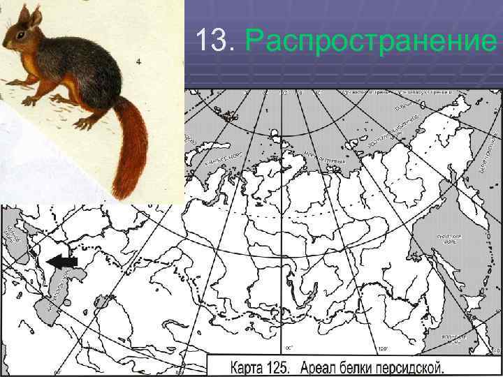 13. Распространение 