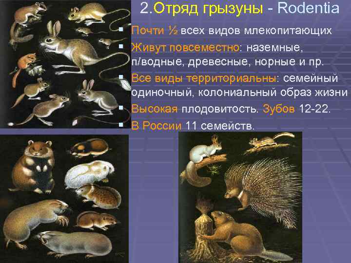 2. Отряд грызуны - Rodentia § Почти ½ всех видов млекопитающих § Живут повсеместно: