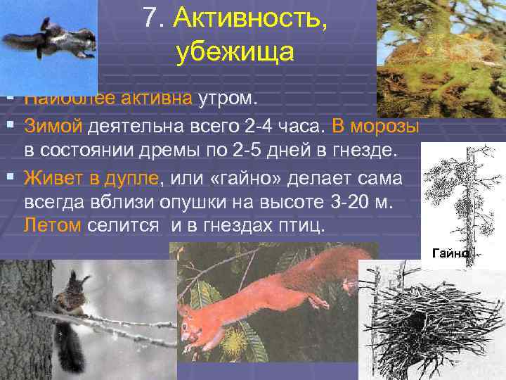 7. Активность, убежища § Наиболее активна утром. § Зимой деятельна всего 2 -4 часа.
