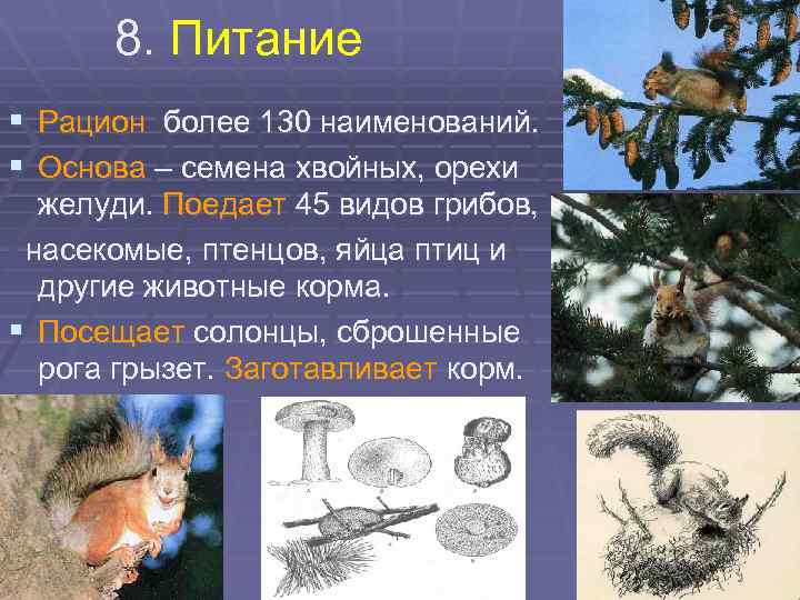 8. Питание § § Рацион более 130 наименований. Основа – семена хвойных, орехи желуди.