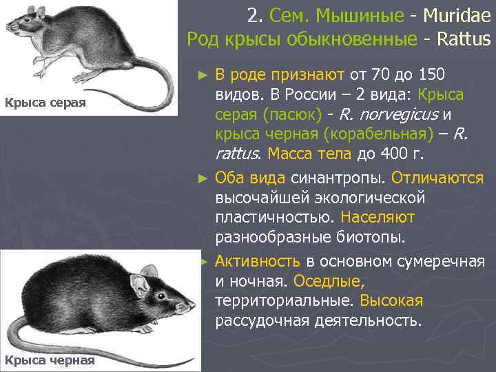 2. Сем. Мышиные - Muridae Род крысы обыкновенные - Rattus В роде признают от
