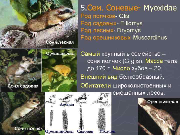 5. Сем. Соневые- Myoxidae Соня лесная Орешниковая Соня садовая Род полчков- Glis Род садовых-