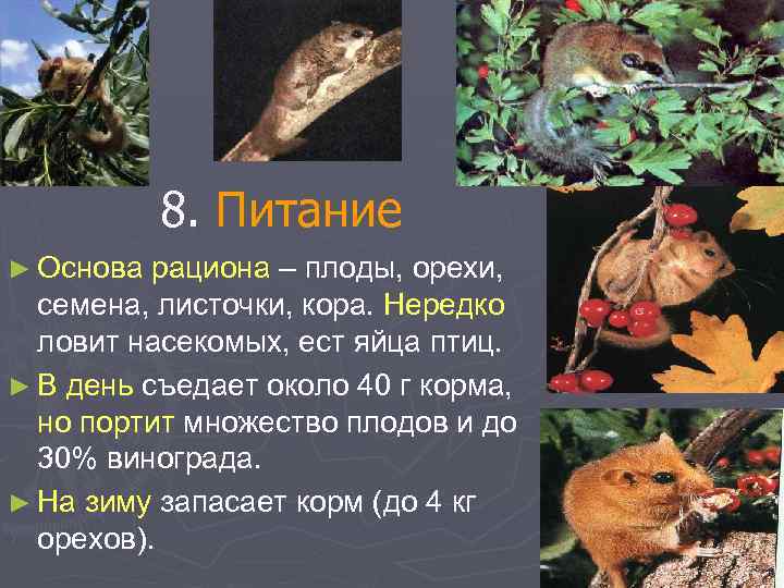 8. Питание ► Основа рациона – плоды, орехи, семена, листочки, кора. Нередко ловит насекомых,