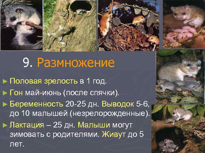9. Размножение ► Половая зрелость в 1 год. ► Гон май-июнь (после спячки). ►