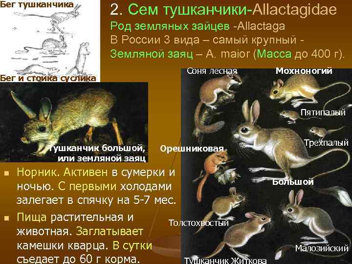 Бег тушканчика 2. Сем тушканчики-Allactagidae Род земляных зайцев -Allactaga В России 3 вида –