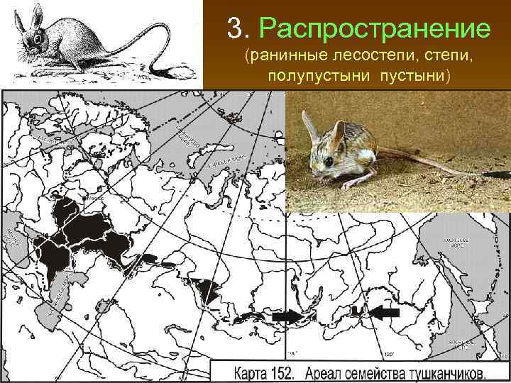 3. Распространение (ранинные лесостепи, полупустыни) 