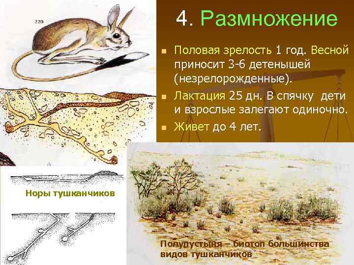 4. Размножение n n n Половая зрелость 1 год. Весной приносит 3 -6 детенышей