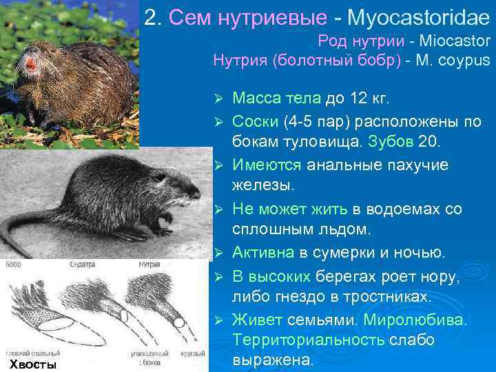 2. Сем нутриевые - Myocastoridae Род нутрии - Miocastor Нутрия (болотный бобр) - M.