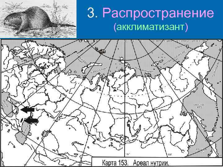 3. Распространение (акклиматизант) 