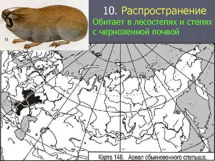 10. Распространение Обитает в лесостепях и степях с черноземной почвой 
