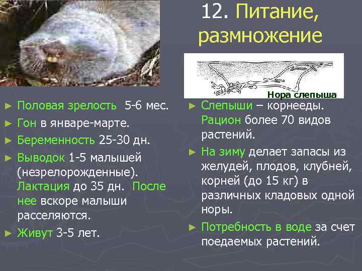 12. Питание, размножение Половая зрелость 5 -6 мес. ► Гон в январе-марте. ► Беременность