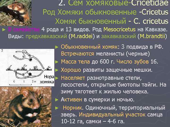 2. Сем хомяковые-Cricetidae Род Хомяки обыкновенные -Cricetus Хомяк быкновенный - C. cricetus ► В