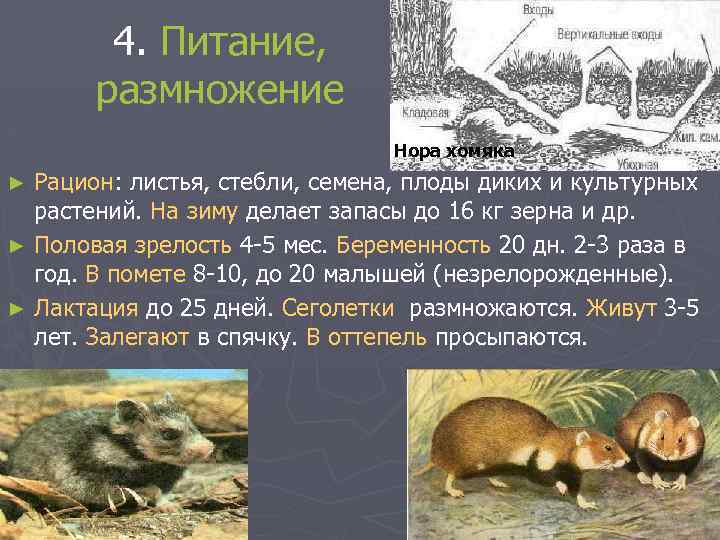 4. Питание, размножение Нора хомяка Рацион: листья, стебли, семена, плоды диких и культурных растений.