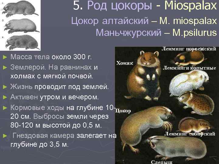 5. Род цокоры - Miospalax Цокор алтайский – M. miospalax Маньчжурский – M. psilurus