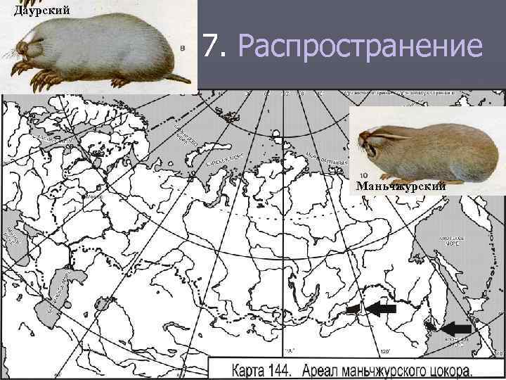 Даурский 7. Распространение Маньчжурский 