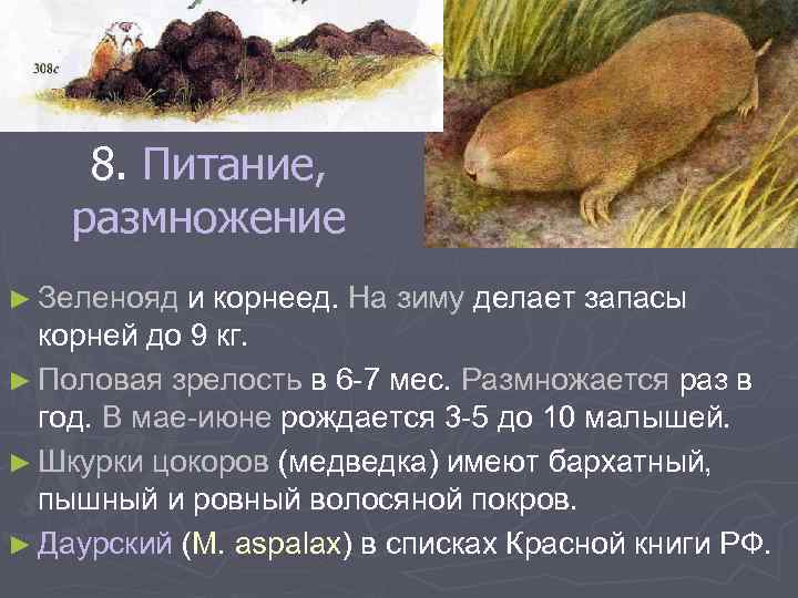 8. Питание, размножение ► Зеленояд и корнеед. На зиму делает запасы корней до 9
