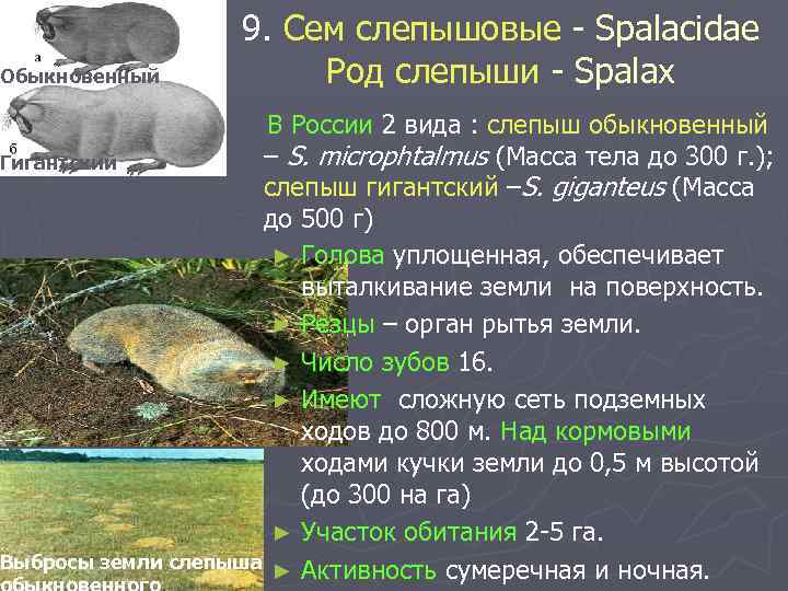 Обыкновенный 9. Сем слепышовые - Spalacidae Род слепыши - Spalax В России 2 вида