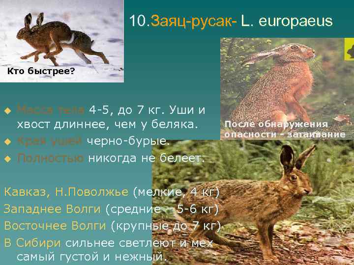 10. Заяц-русак- L. europaeus Кто быстрее? u u u Масса тела 4 -5, до