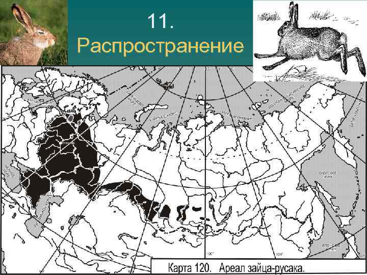 11. Распространение 