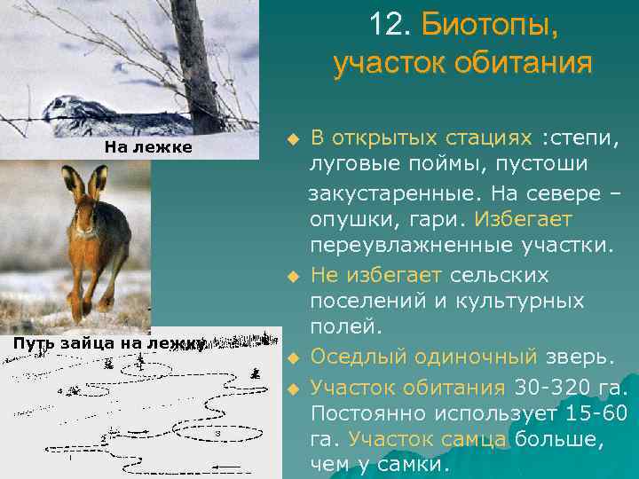 12. Биотопы, участок обитания На лежке u u Путь зайца на лежку u u