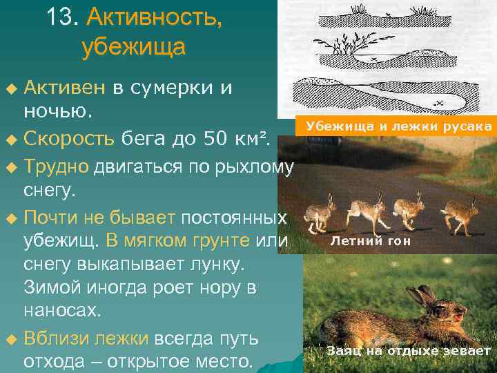 13. Активность, убежища Активен в сумерки и ночью. u Скорость бега до 50 км².