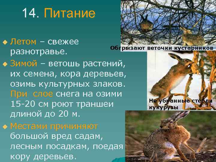 14. Питание Летом – свежее Обгрызают веточки кустарников разнотравье. u Зимой – ветошь растений,
