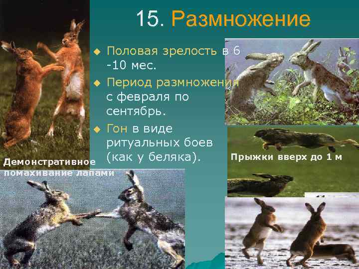 15. Размножение u u u Половая зрелость в 6 -10 мес. Период размножения с