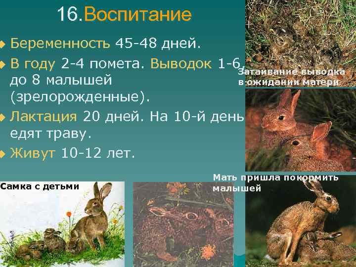 16. Воспитание Беременность 45 -48 дней. u В году 2 -4 помета. Выводок 1