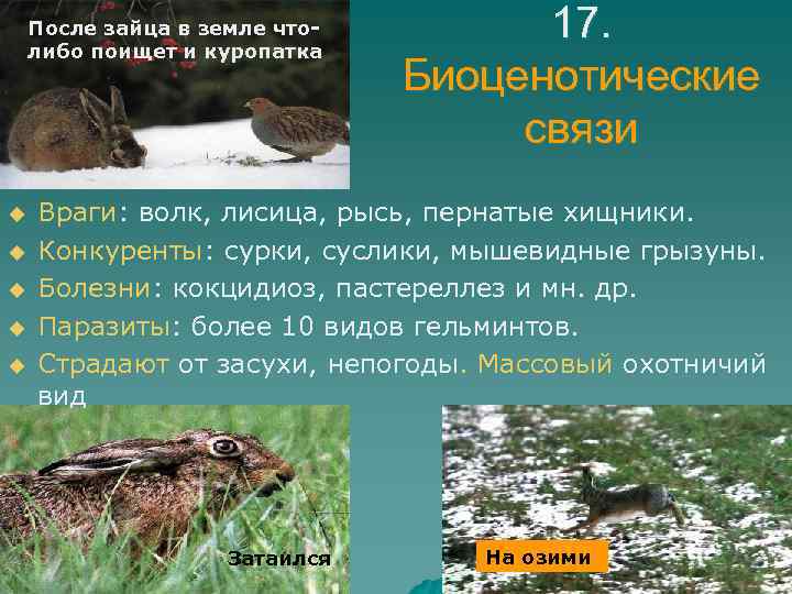 После зайца в земле чтолибо поищет и куропатка u u u 17. Биоценотические связи