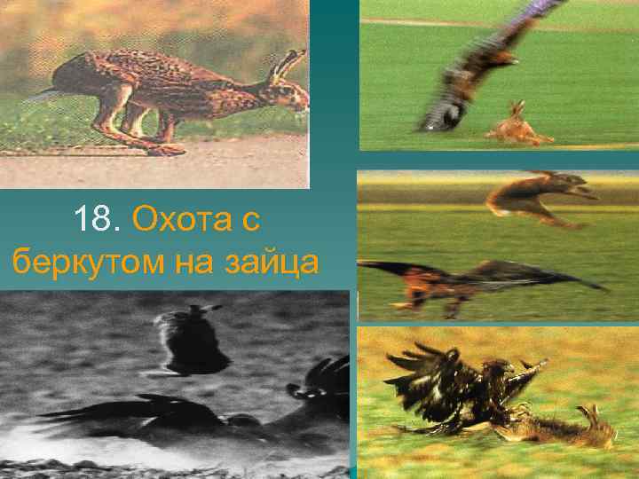 18. Охота с беркутом на зайца 