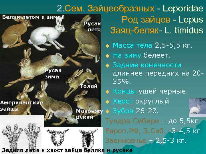 2. Сем. Зайцеобразных - Leporidae Беляк летом и зимой Род зайцев - Lepus Русак