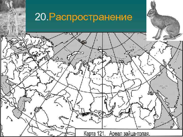 20. Распространение 